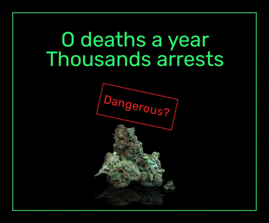 Is cannabis dangerous?