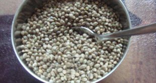 שמן זרעי המפ לטיפול בקנביס