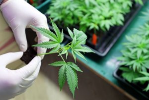 medical cannabis research